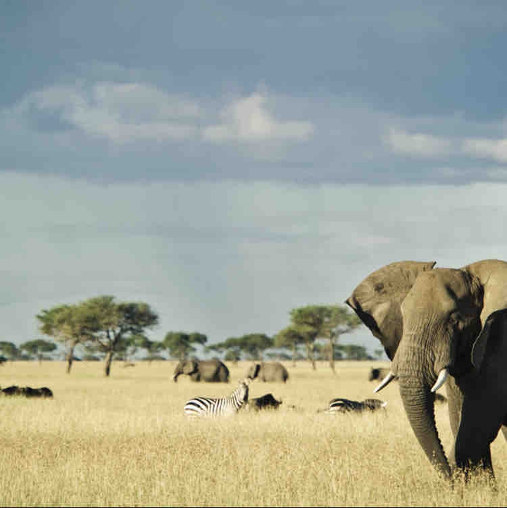 Elephant