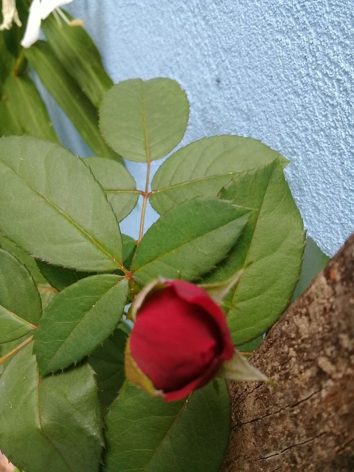 rosa