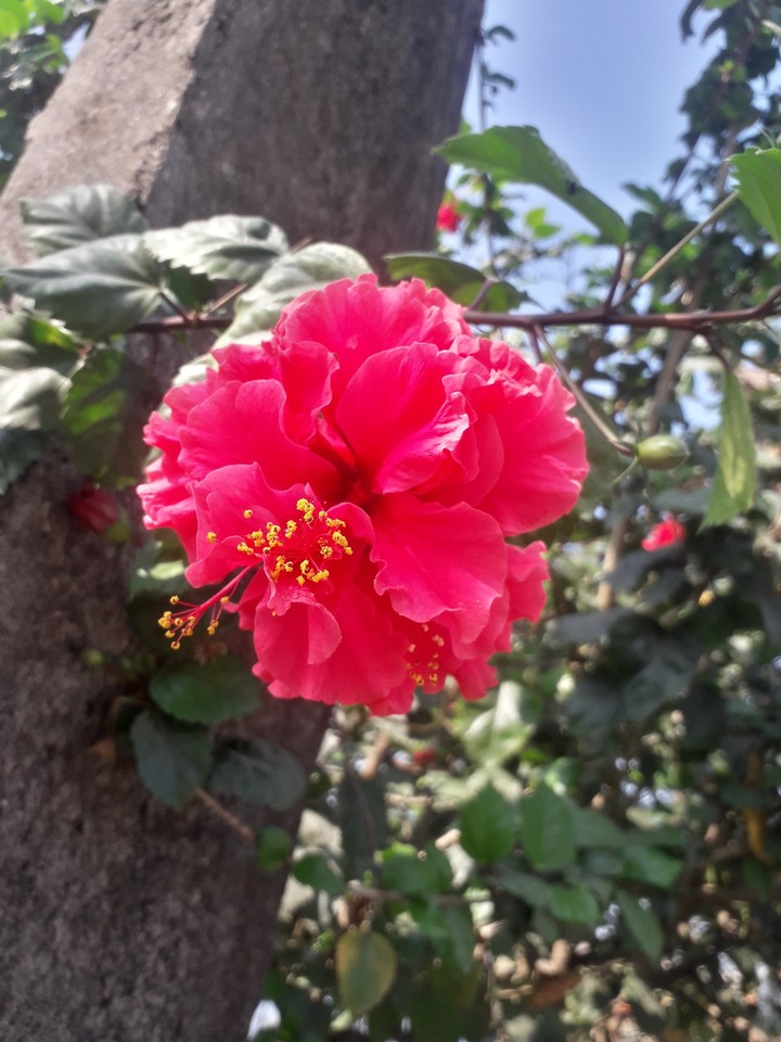 hebiscus