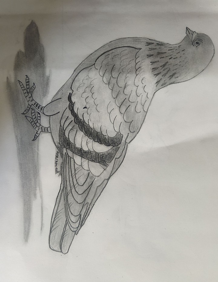pigeon