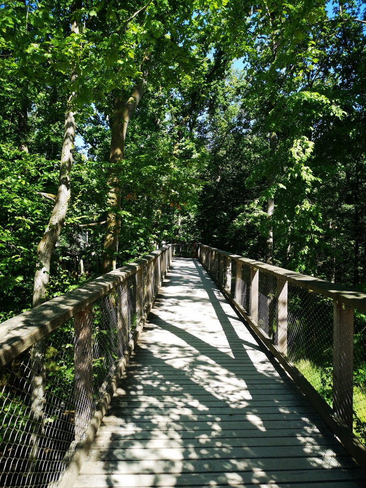 bridge in the forest