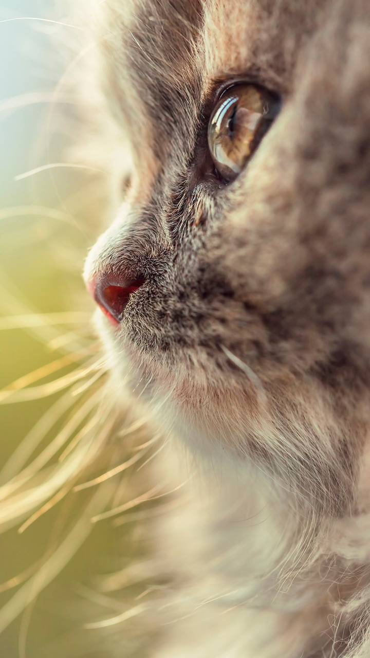 Kitten