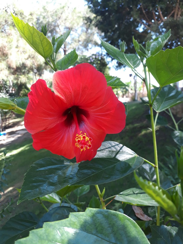 Flower.Turkey.