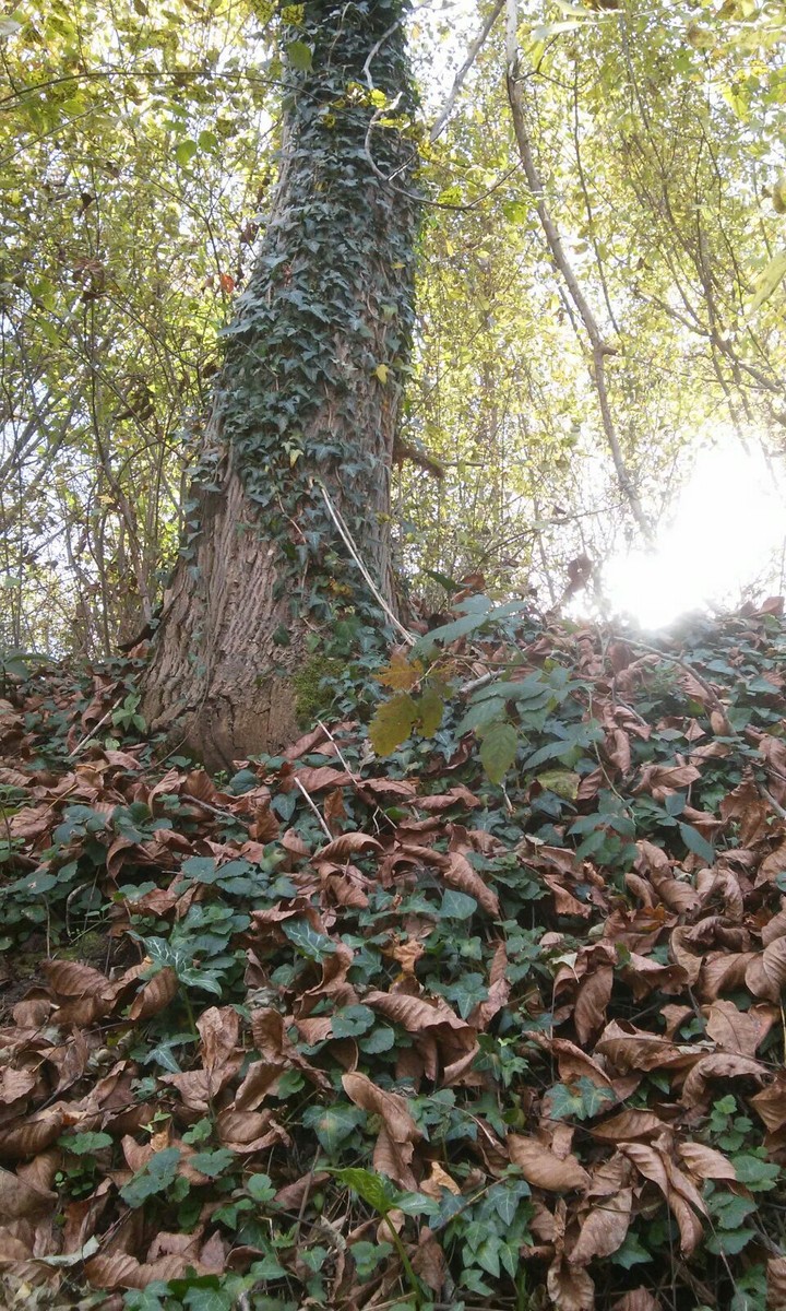 autumn