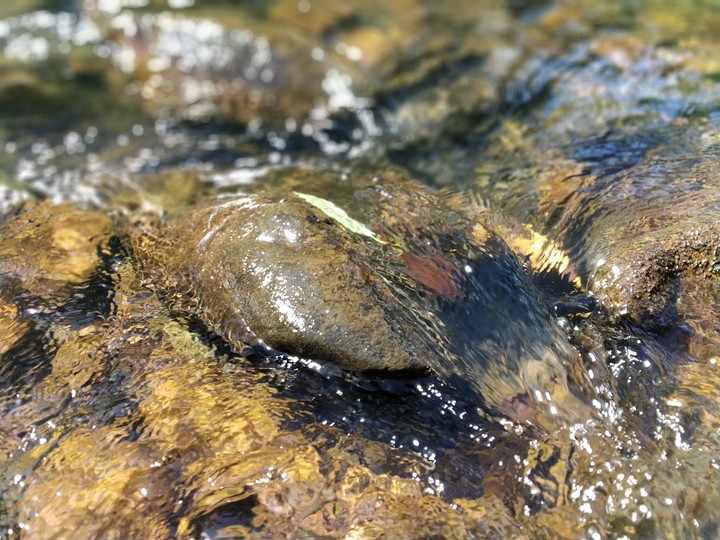 water is pure