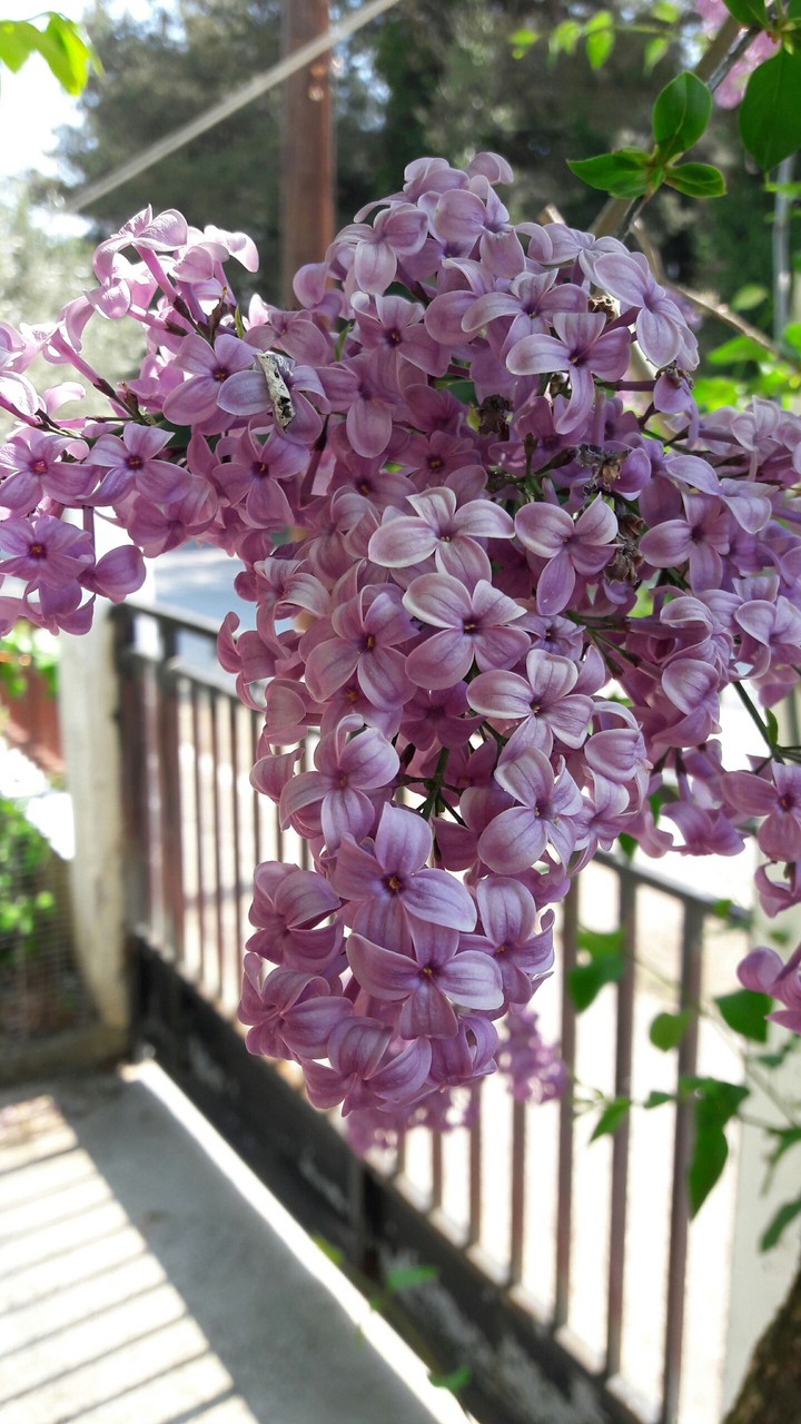 flower from my garden