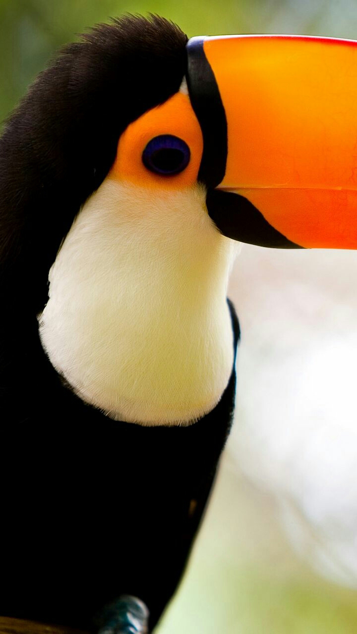 toucan