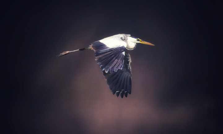 green heron