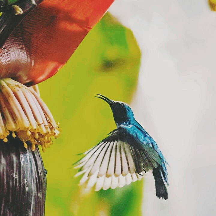 bird