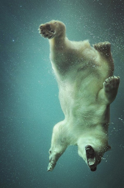 polar bear