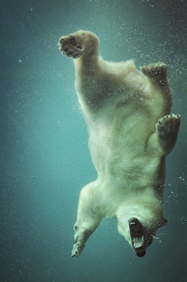 polar bear