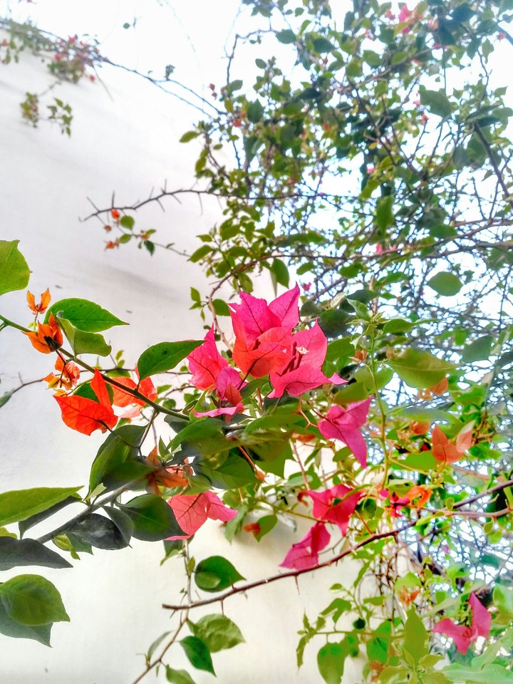 flowers