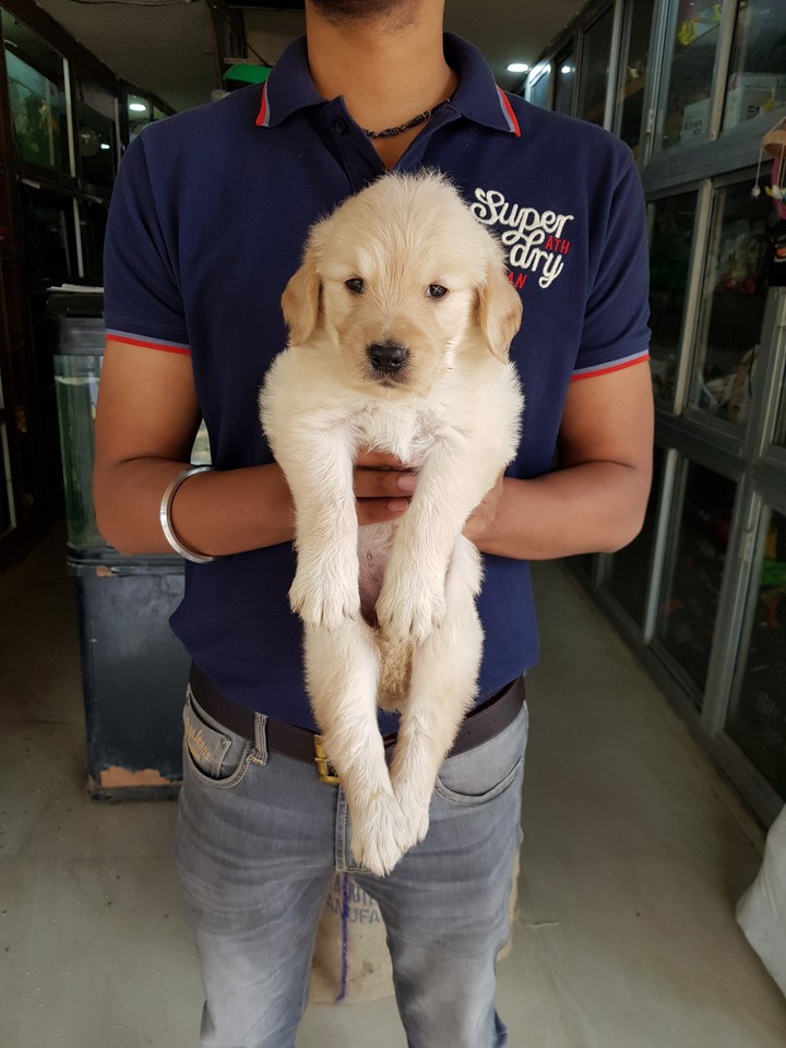 Golden Retriever puppy