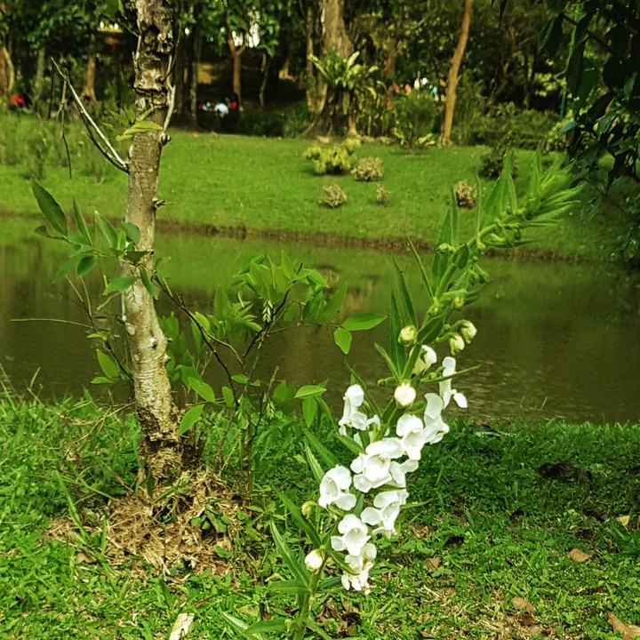 nature