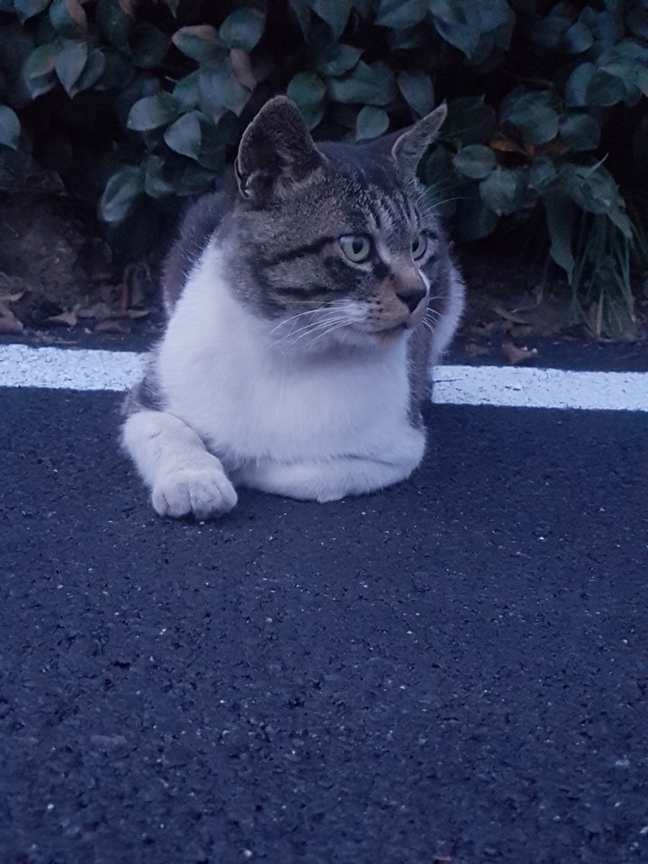 옆 모습이 예쁜 고양이