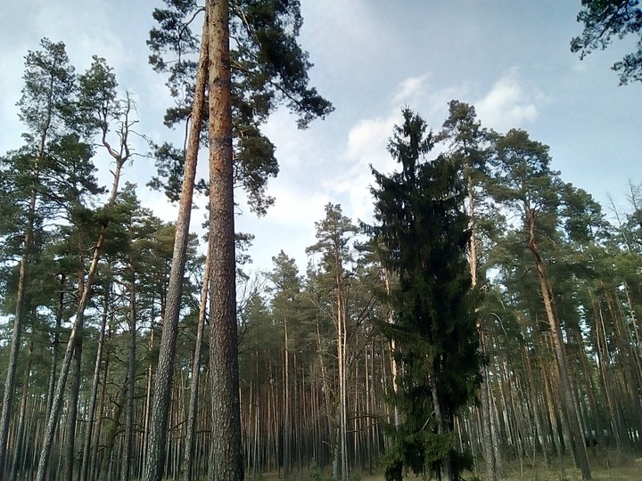 лес