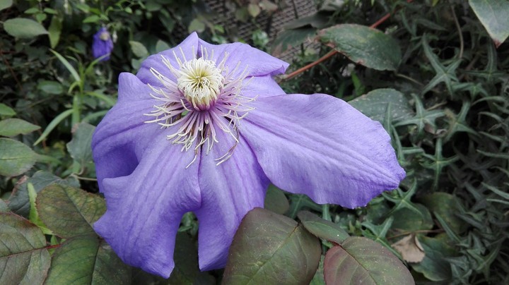 purpel flower