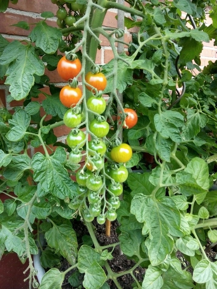 tomaten