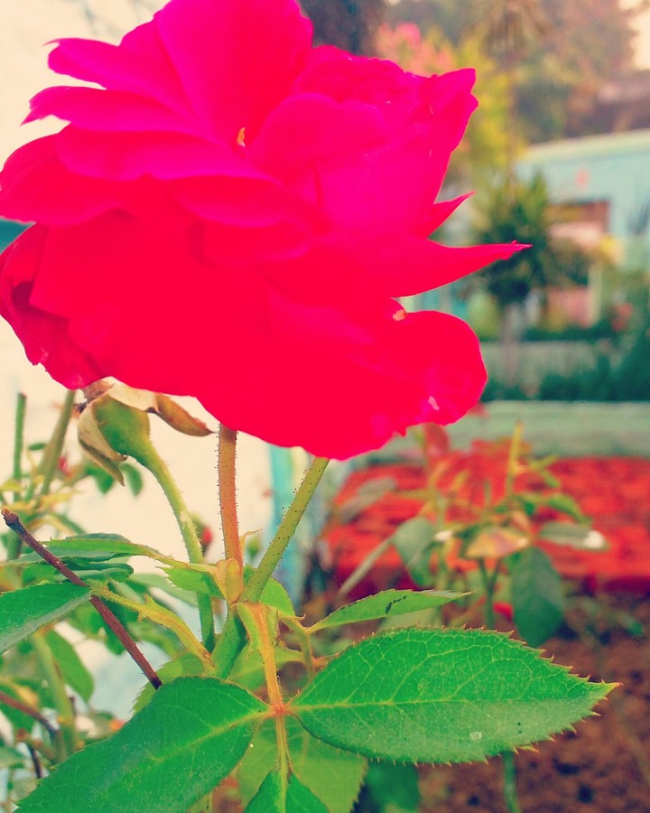 red rose