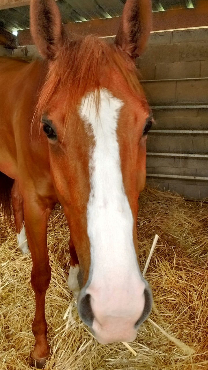 horse