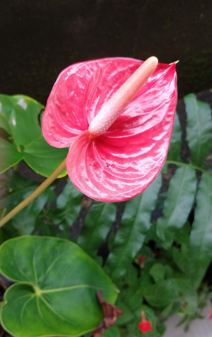 Anthurium