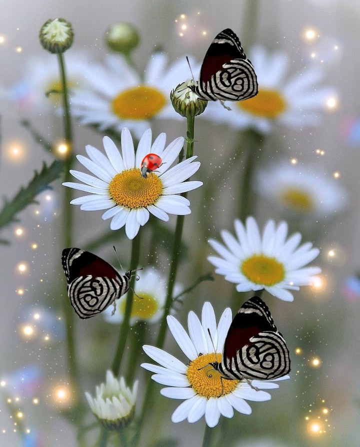 in the meadow...