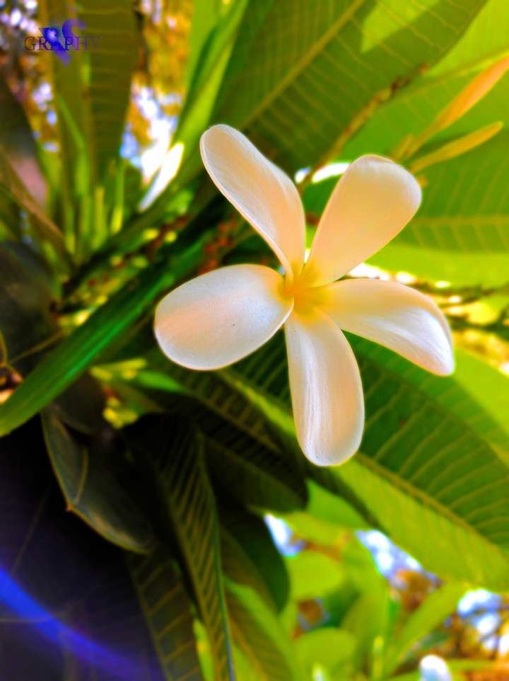 #garden #flower