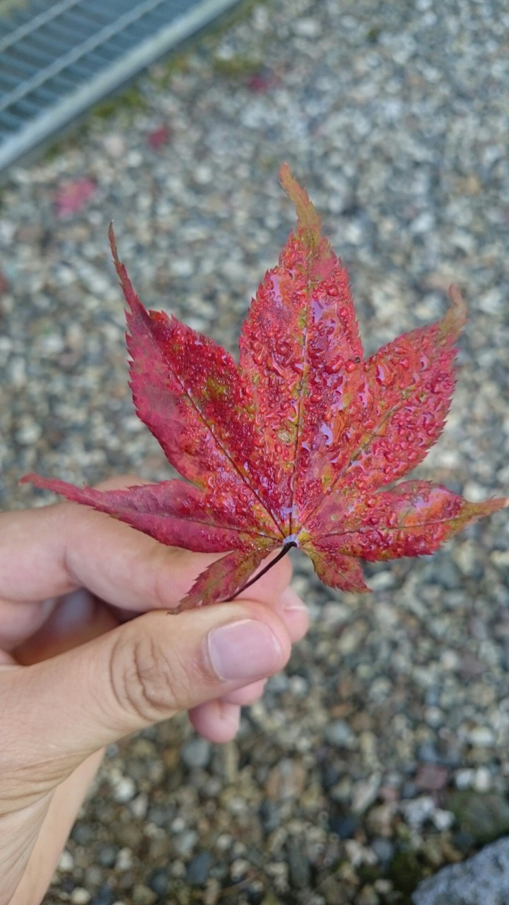 Autumn