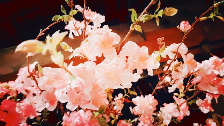 cherry blossom