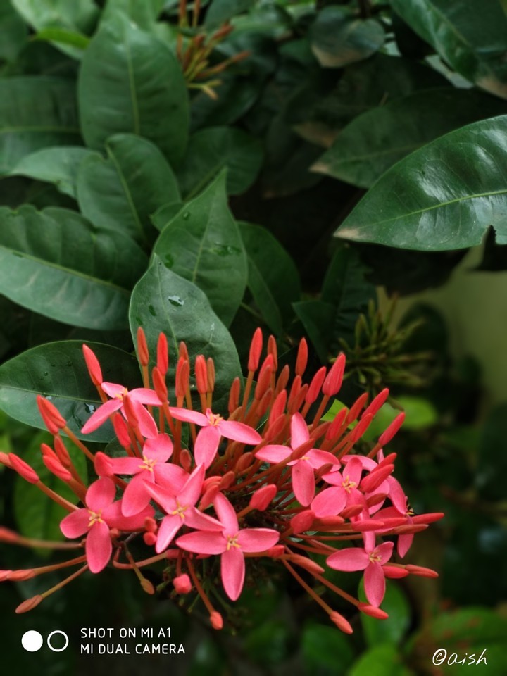 freshly bloomed flowers