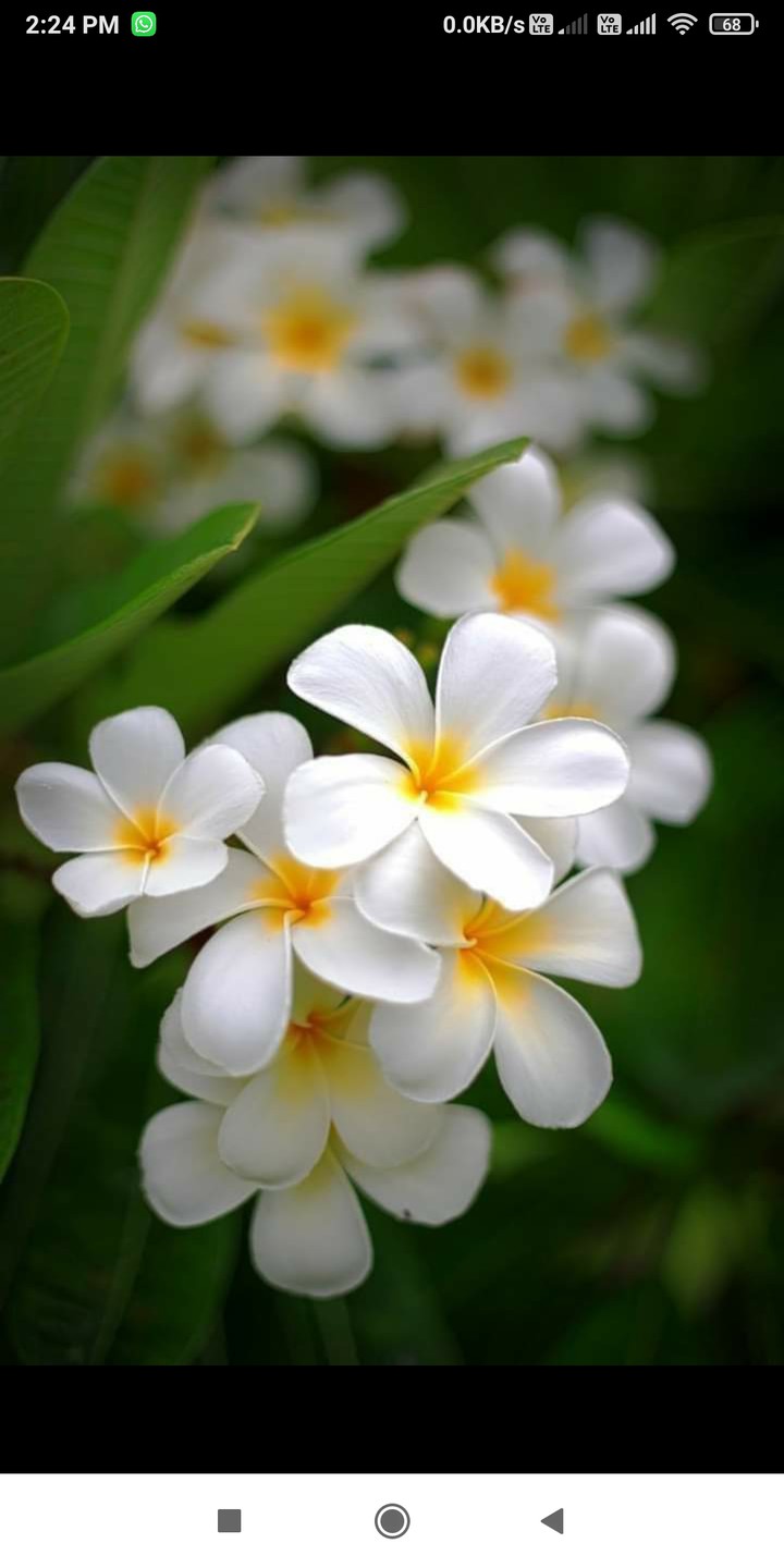 Chafa