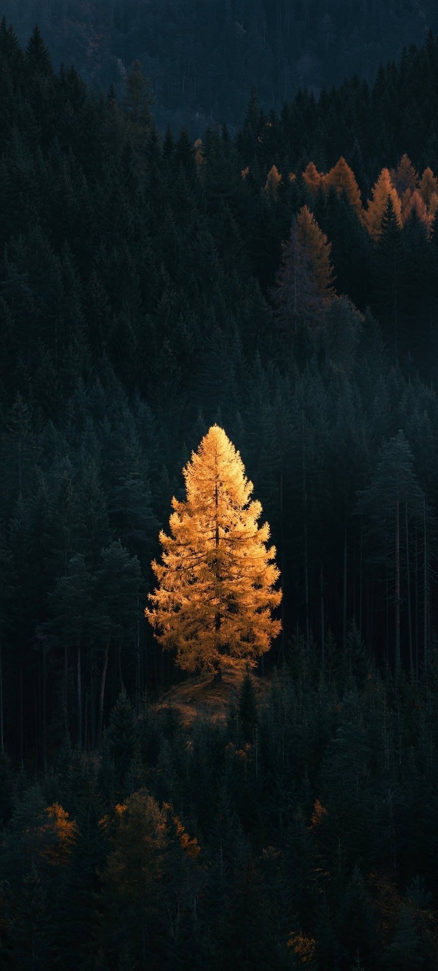 ταπετσαρίες conifers, forest