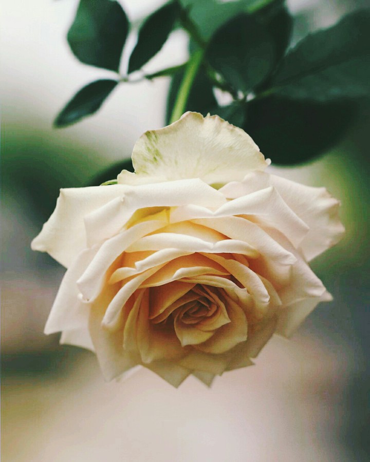 A Lovely Morning OGQ ❤