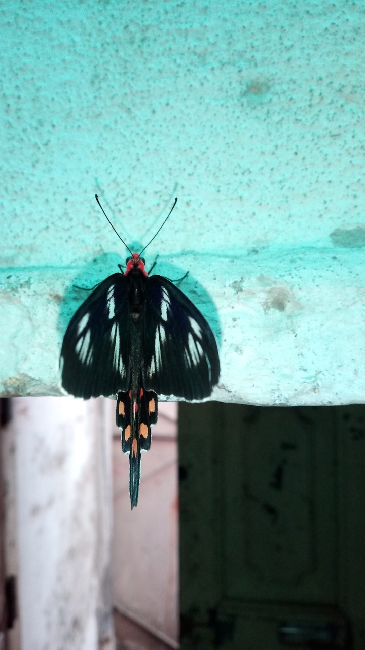 butterfly