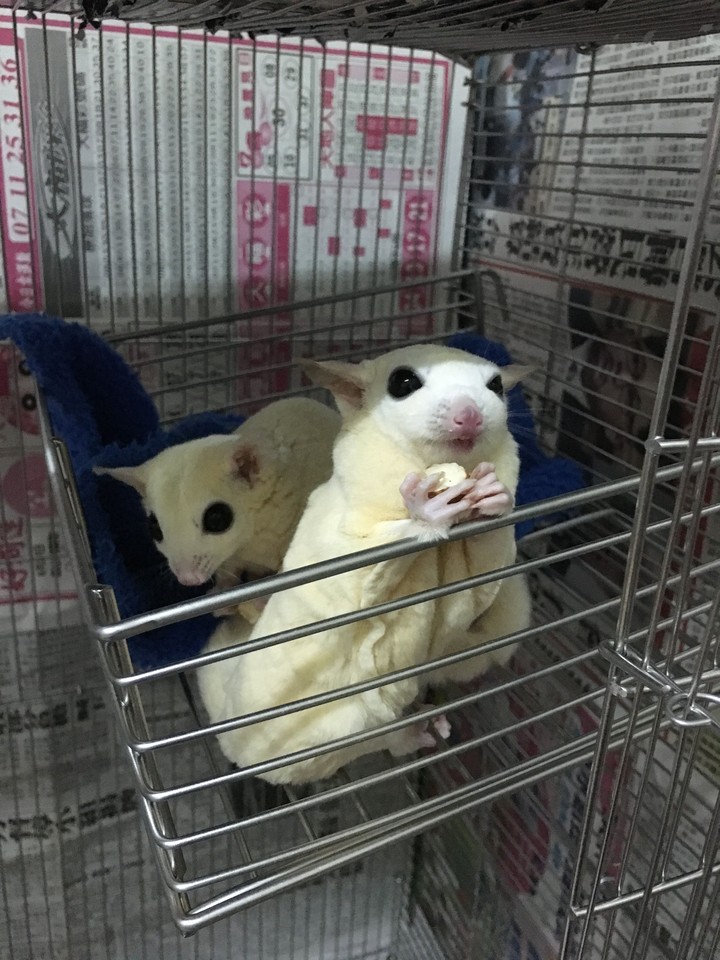 sugar glider 蜜袋鼯