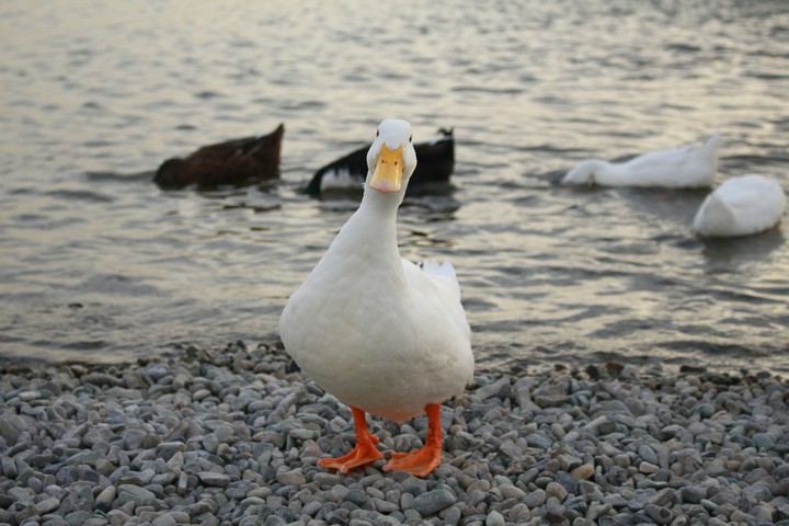 duck