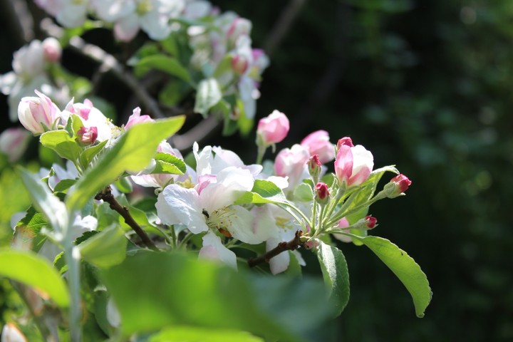 Apfelbaum in voller Blüte