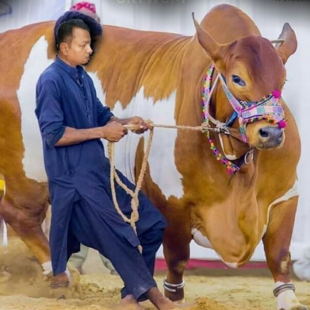 eid