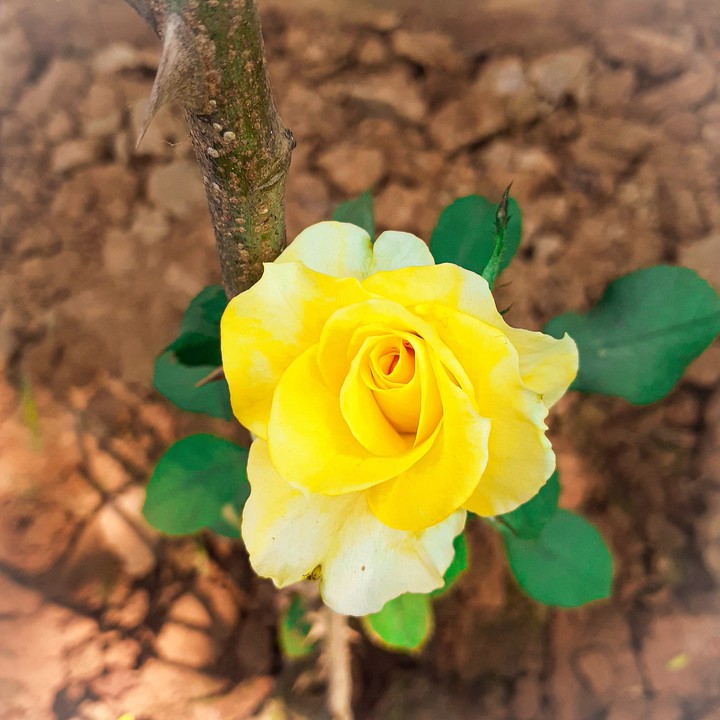 yellow rose