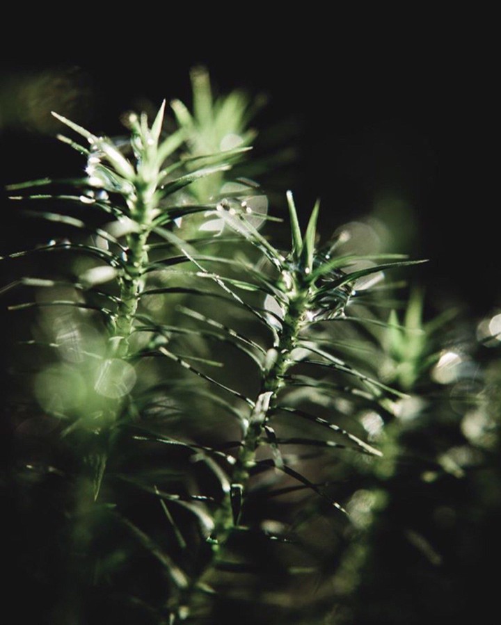 Forest beauty