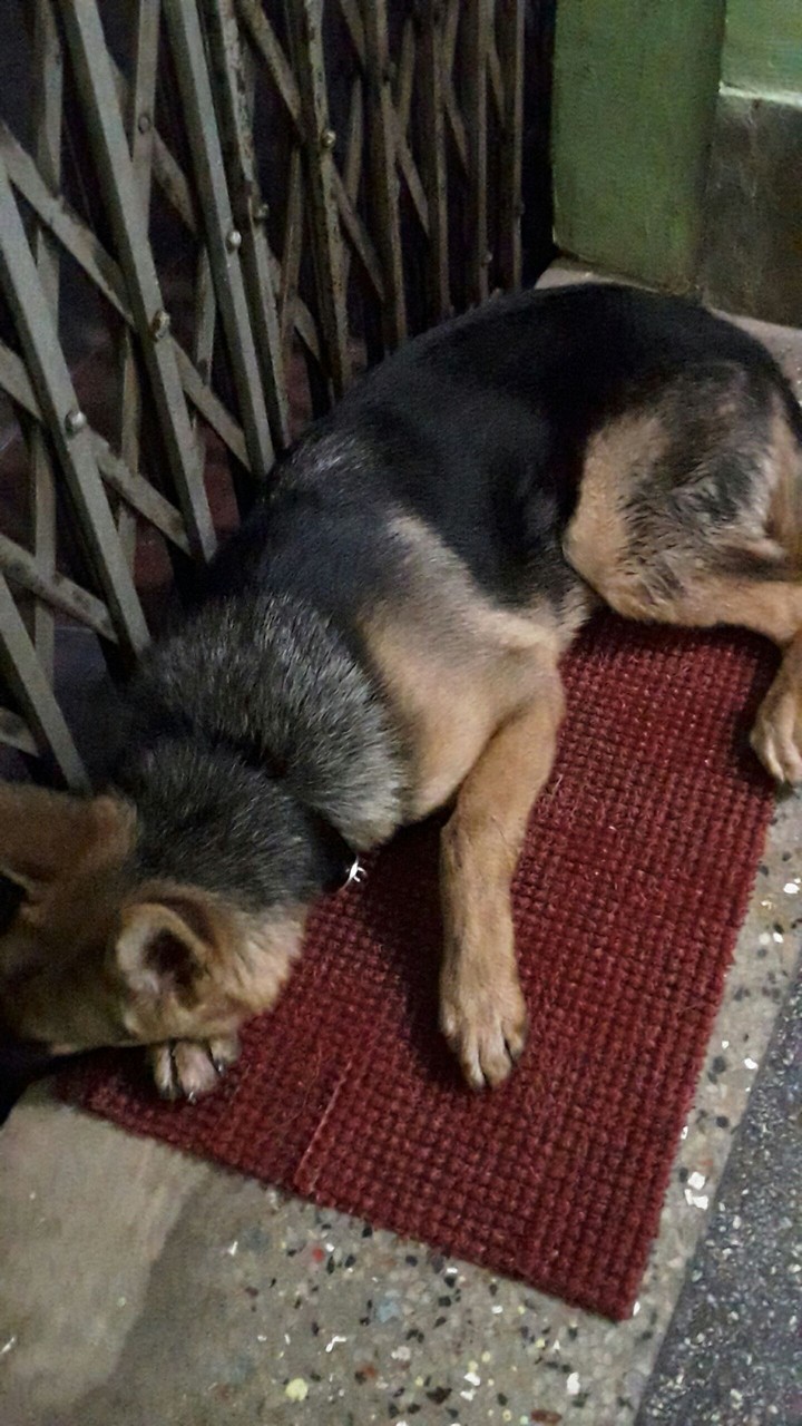 My Blackie On Guard Duty