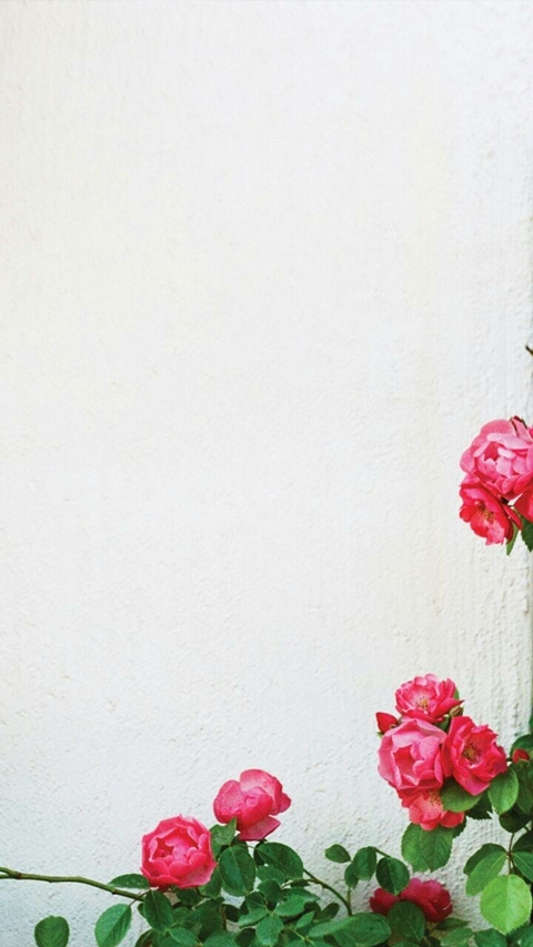 тапети flower, flora
