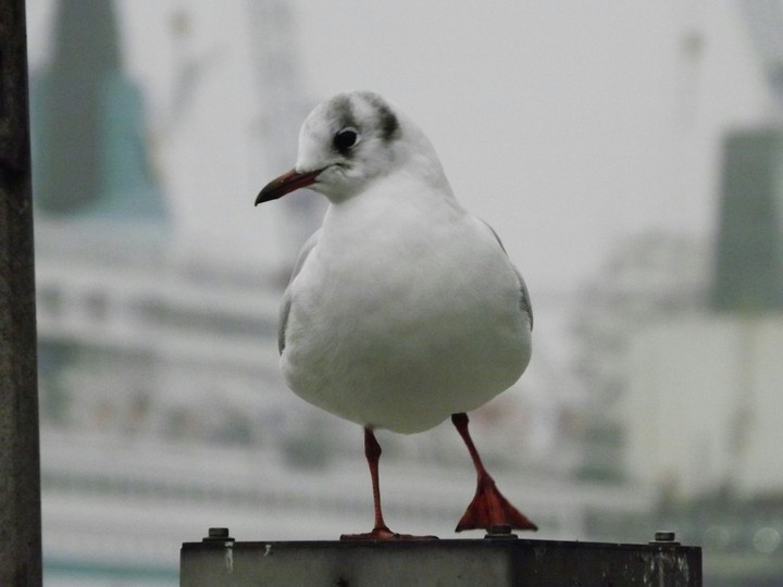Seagull