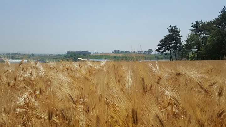 Golden Barley
