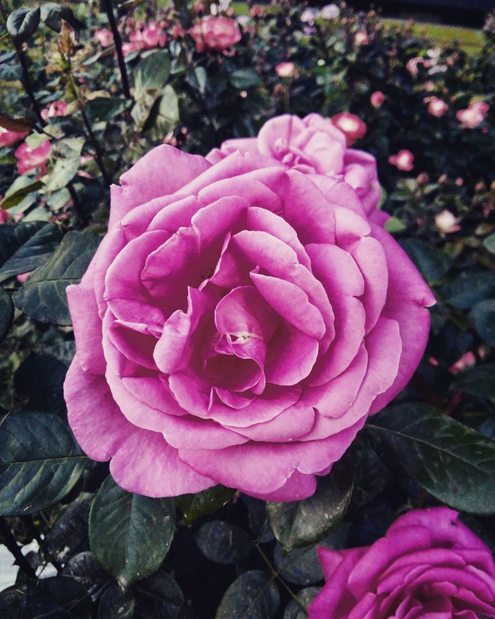 Pink Rose
