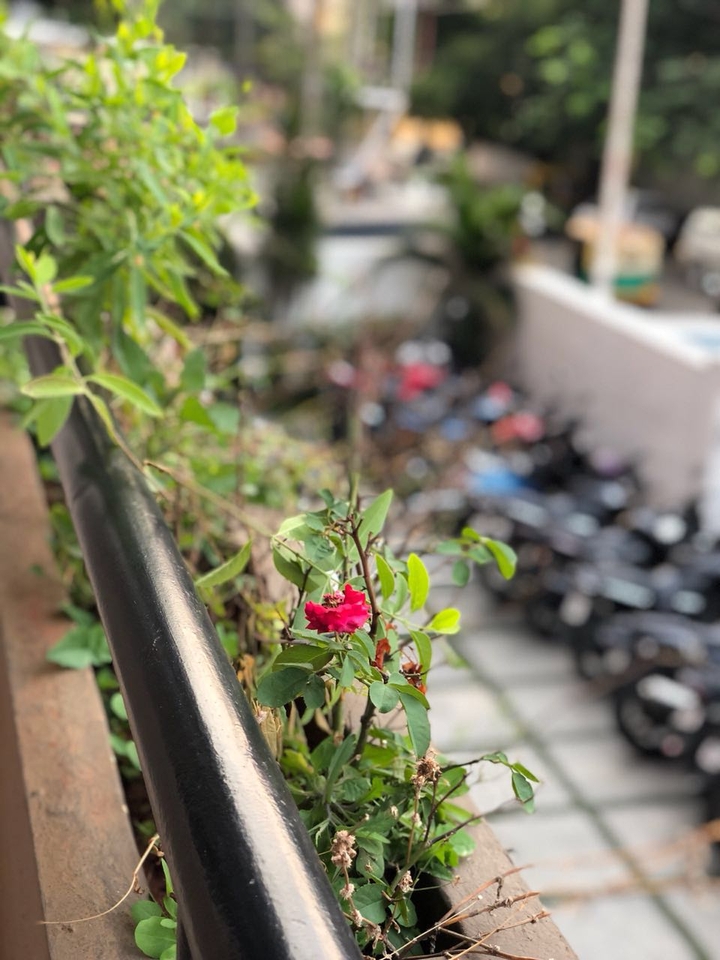 red rose 