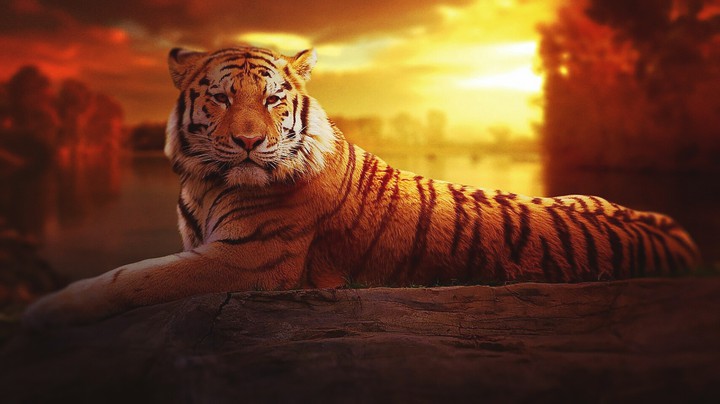 old tiger
