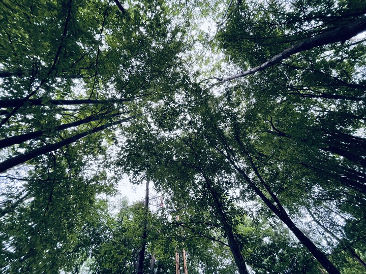 It really is a magic forest! ?