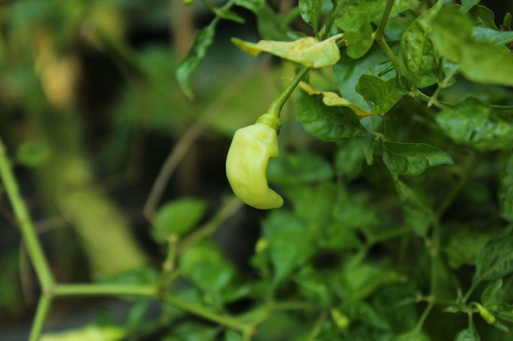 Cayenne pepper