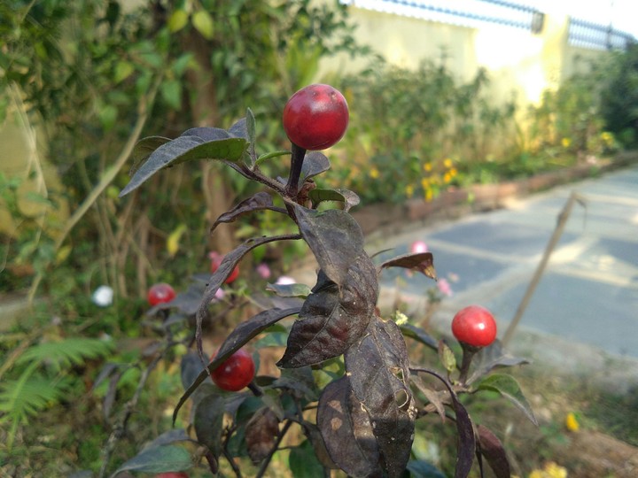 chillies